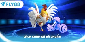 Cách chăm gà đá