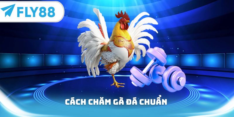 Cách chăm gà đá