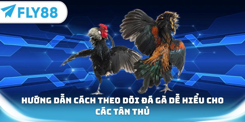 Hướng dẫn cách theo dõi đá gà dễ hiểu cho các tân thủ