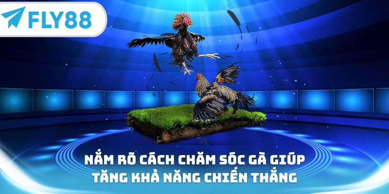 Nắm rõ cách chăm sóc gà giúp tăng khả năng chiến thắng