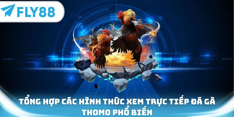 Tổng hợp các hình thức xem trực tiếp đá gà Thomo phổ biến